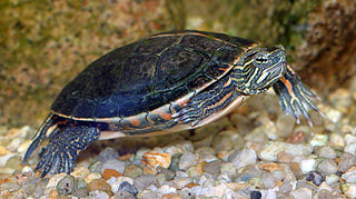 painted turtle swimming