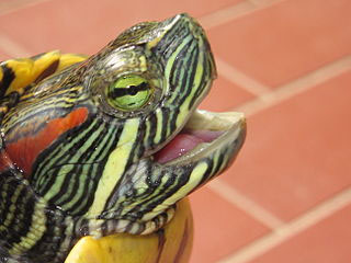 painted turtle head